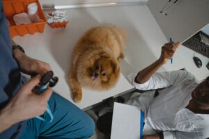 Essential tips for pet care